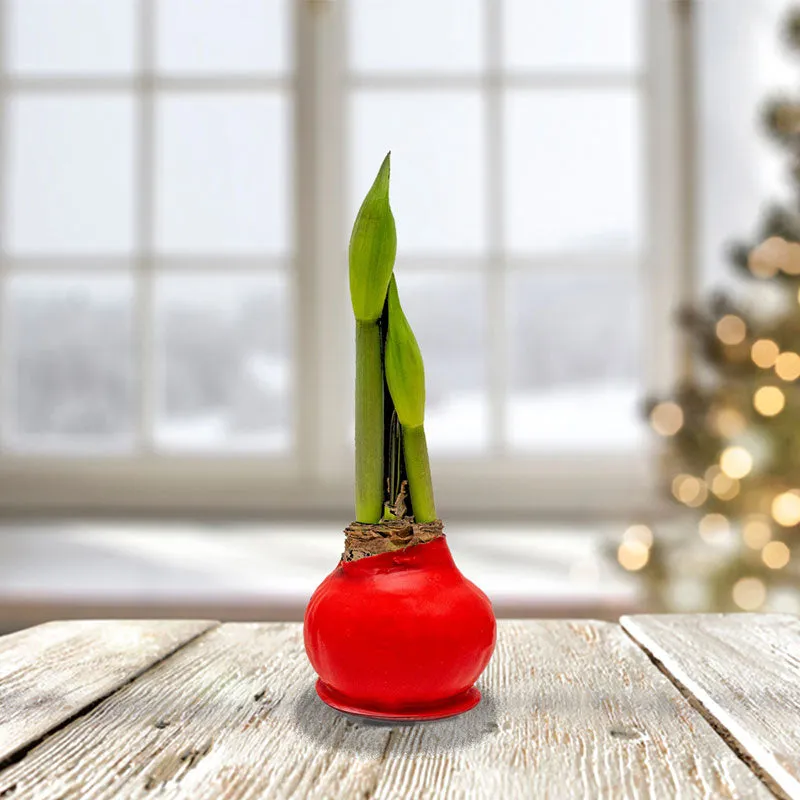 Amaryllis Bulbs - Easy-Care Red Wax with Red Blooms