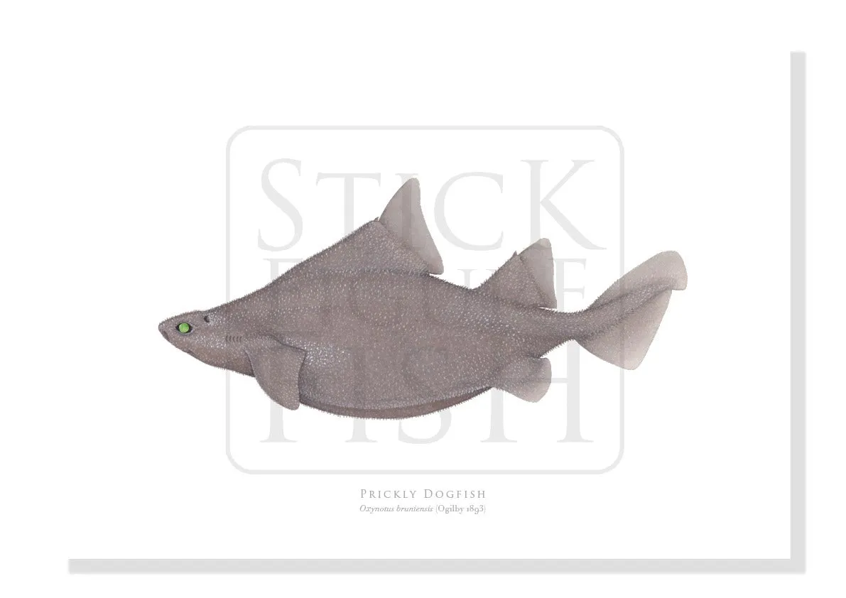 Prickly Dogfish, Oxynotus bruniensis (Ogilby 1893) - Fine Art Print