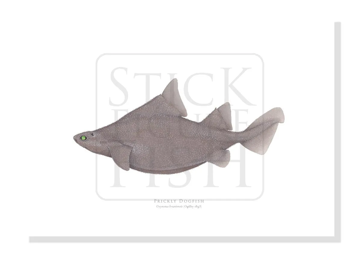 Prickly Dogfish, Oxynotus bruniensis (Ogilby 1893) - Fine Art Print