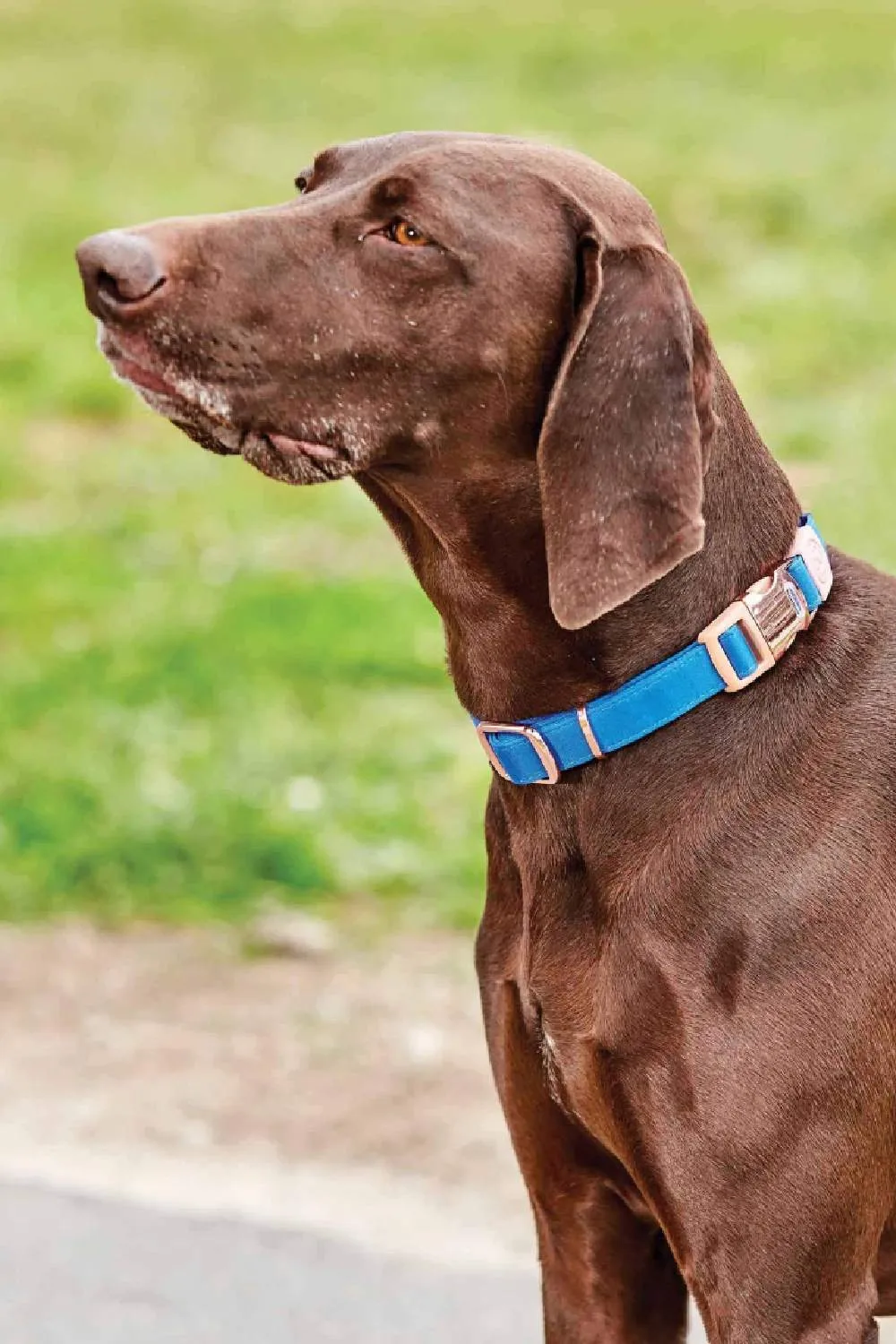 WeatherBeeta Elegance Dog Collar
