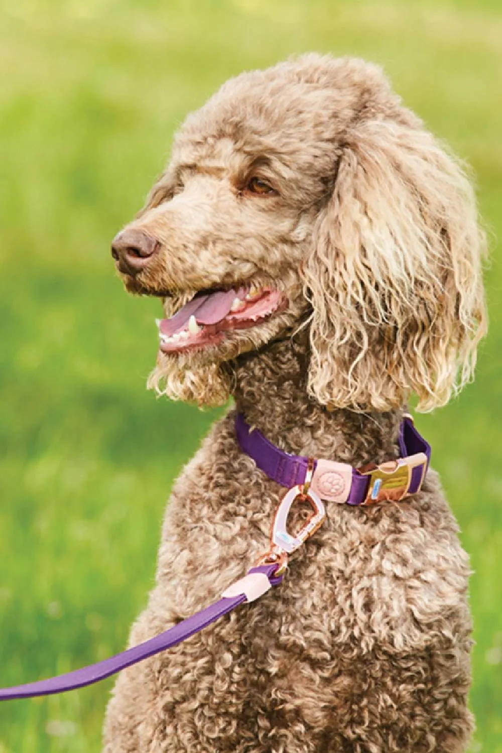 WeatherBeeta Elegance Dog Collar